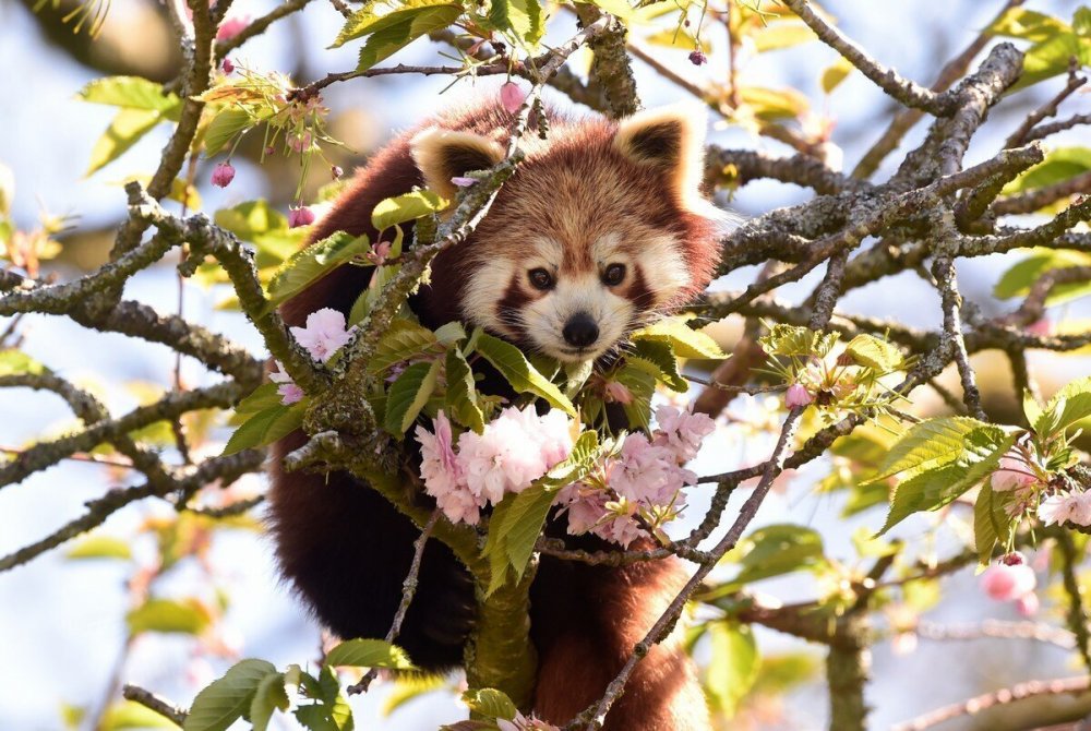 Красная Панда в розовом дереве