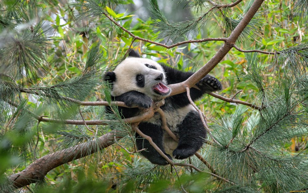 Панда в природе