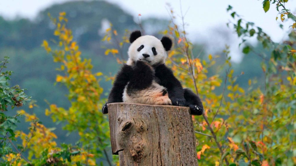 Медвежонок Панда