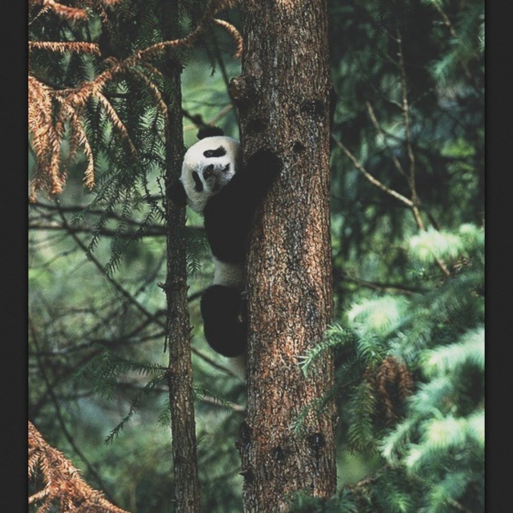 Мишка Панда на дереве