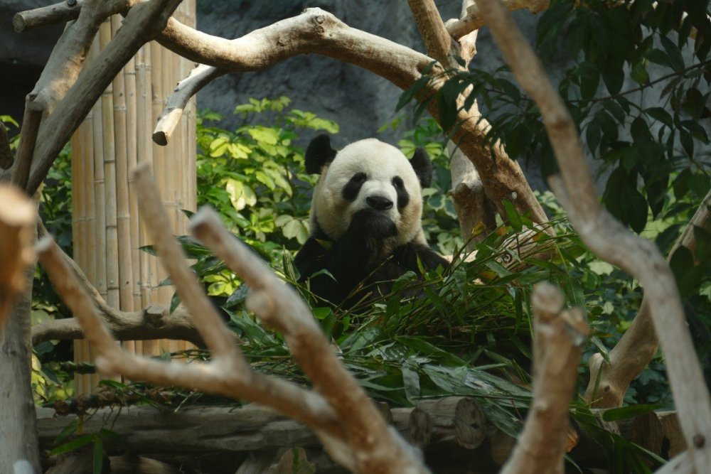 Панда в дикой природе