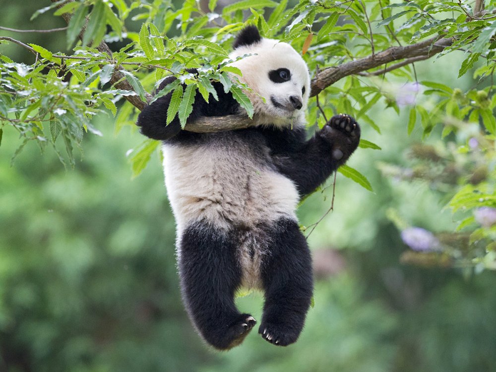 Большая Панда ест бамбук