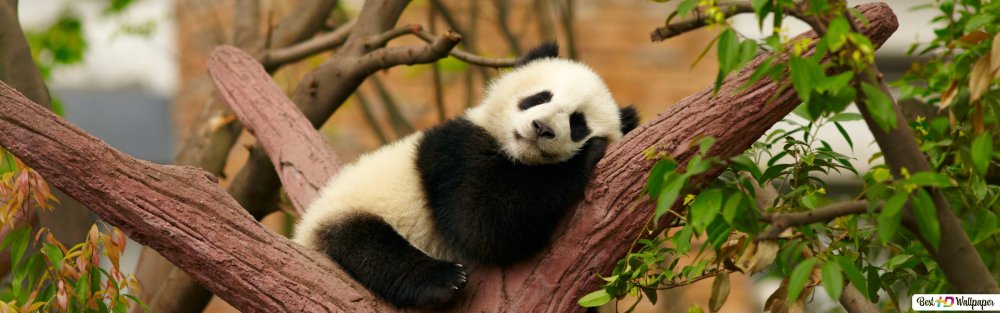 Панда обнимает дерево