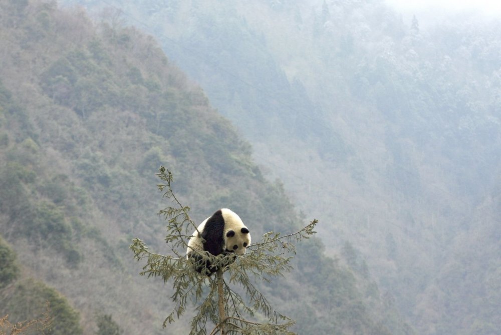 Панда на высоком дереве