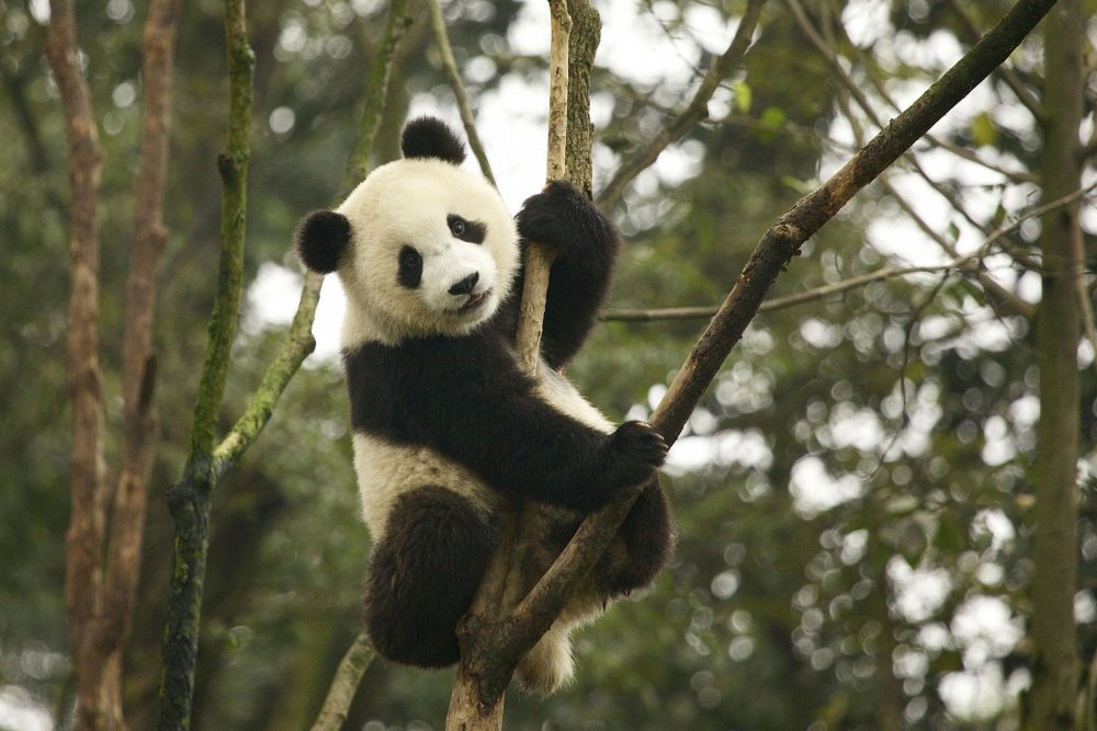 Китай Панда бамбук