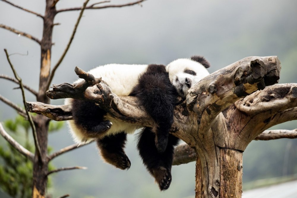 Панда сладко спит