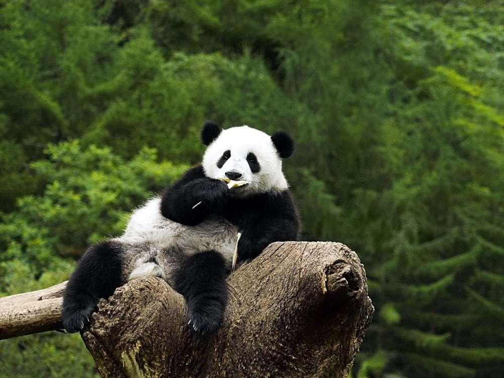 Большая Панда эндемик