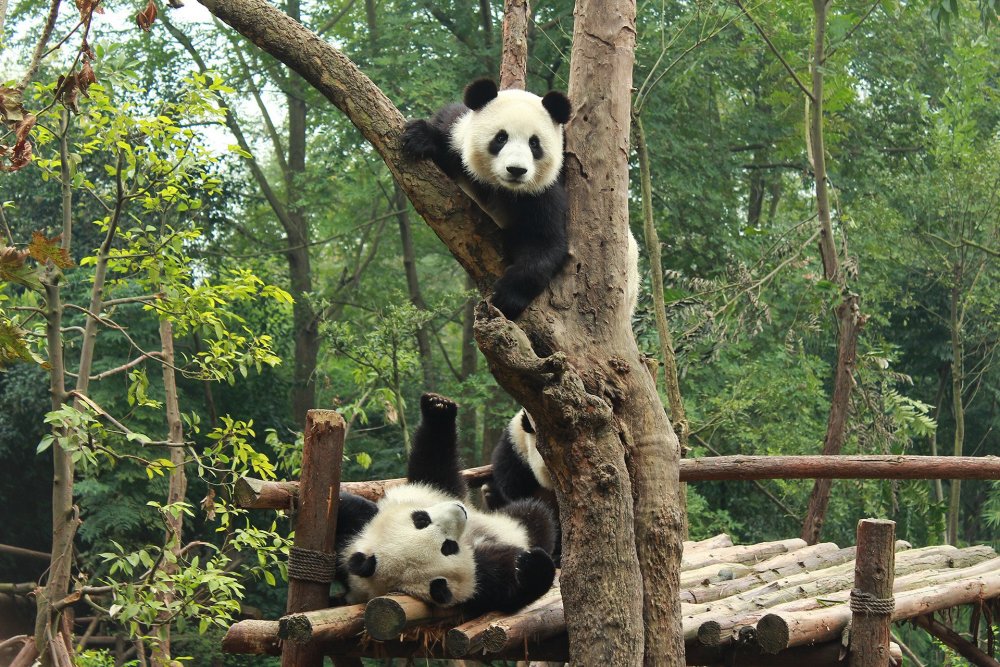 Чэнду Китай панды