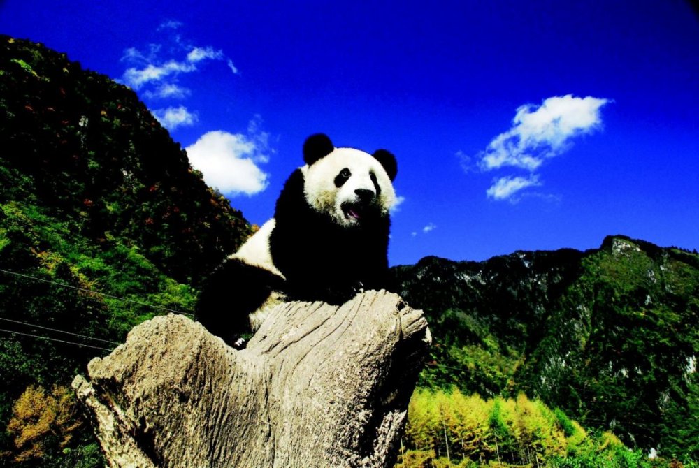 Панда на горе