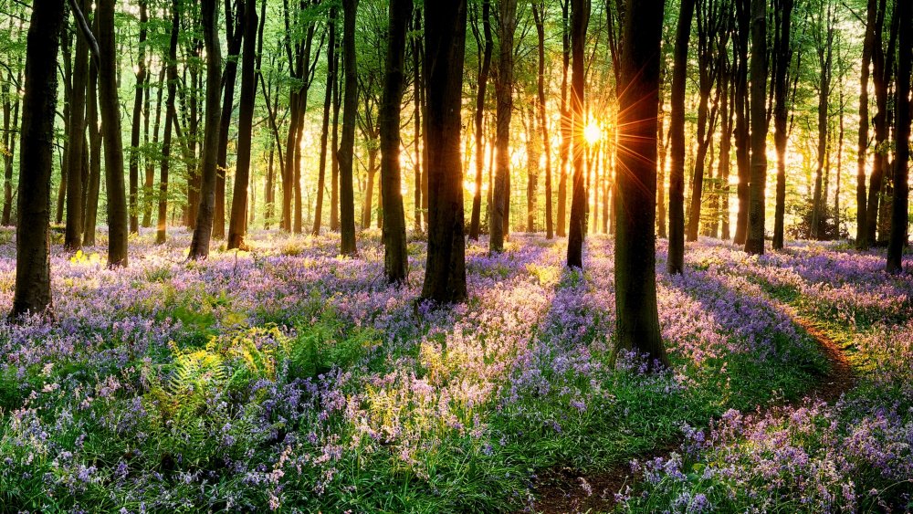 Природа Весна лес