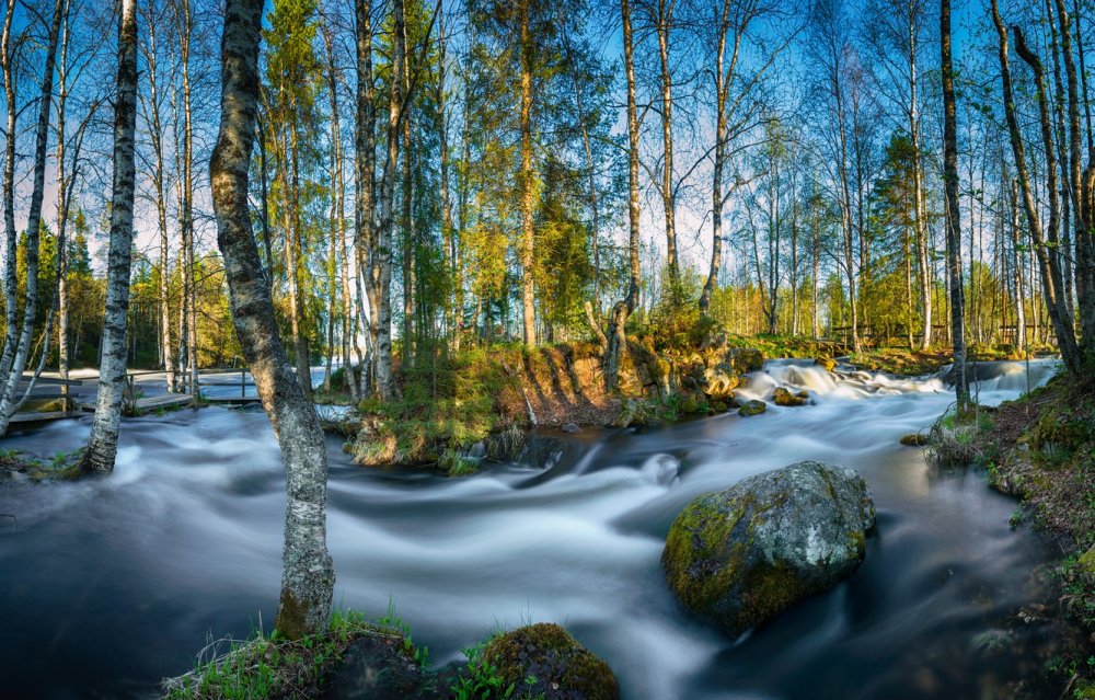 Весенний лес у реки