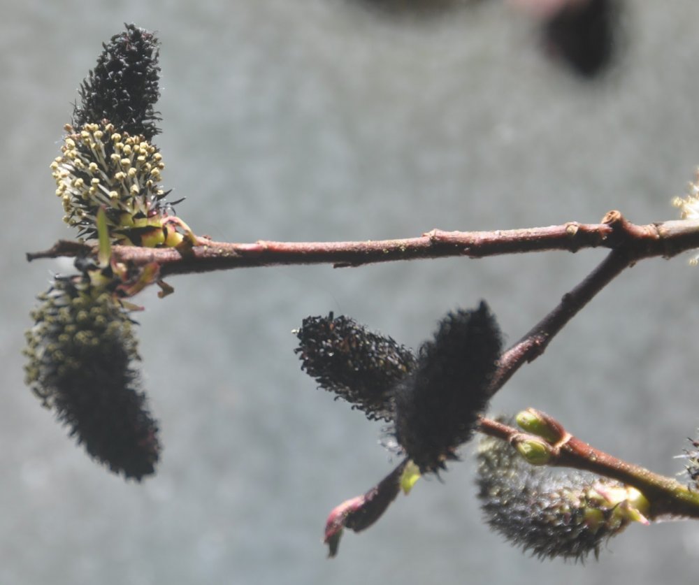 Ива тонкостолбиковая ‘melanostachys’ Salix gracilistyla ‘melanostachys