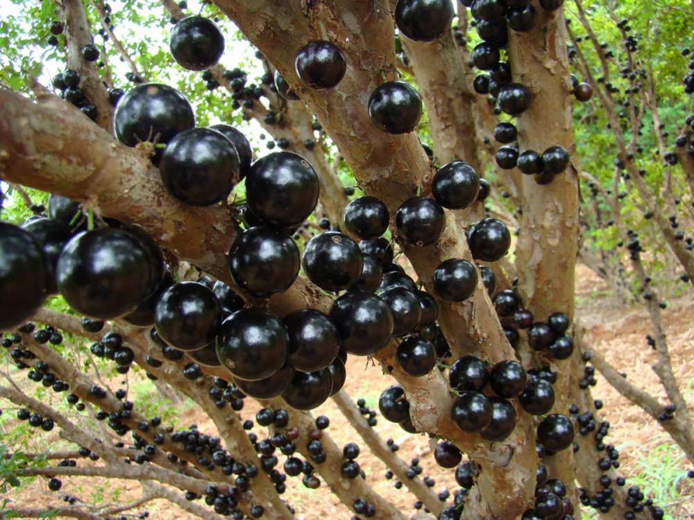 Бразильское дерево джаботикаба