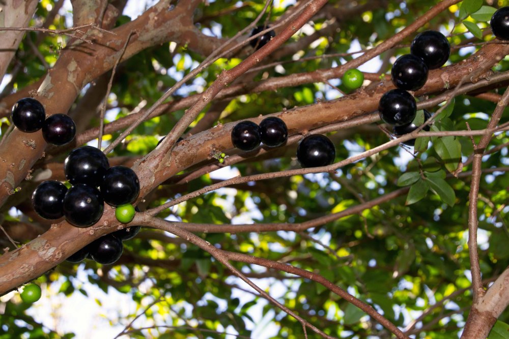 Джаботикаба - виноградное дерево, Бразилия.
