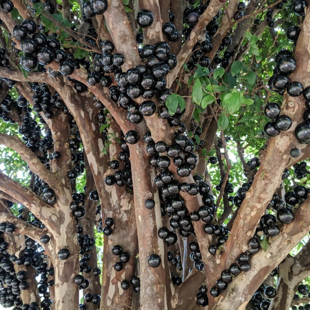 Дерево джаботикаба
