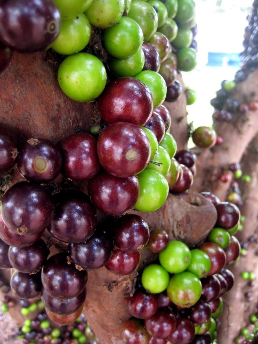 Виноградное дерево джаботикаба где растет