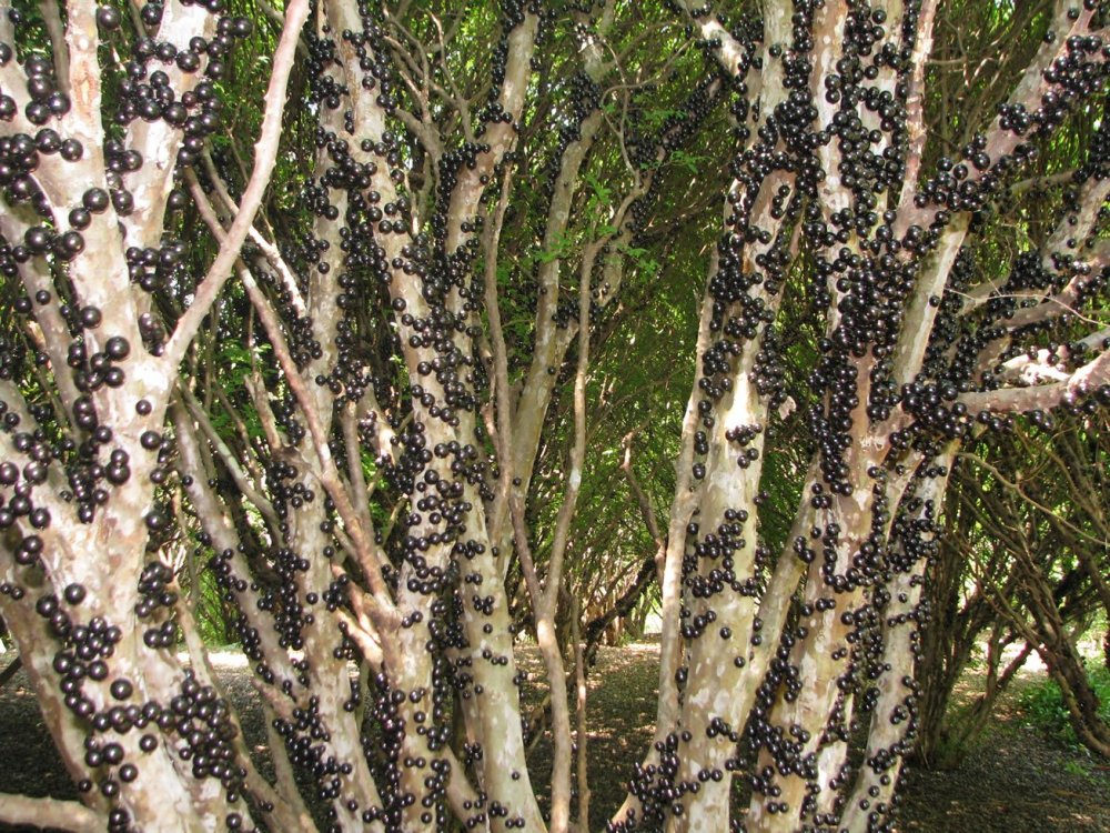 Дерево джаботикаба