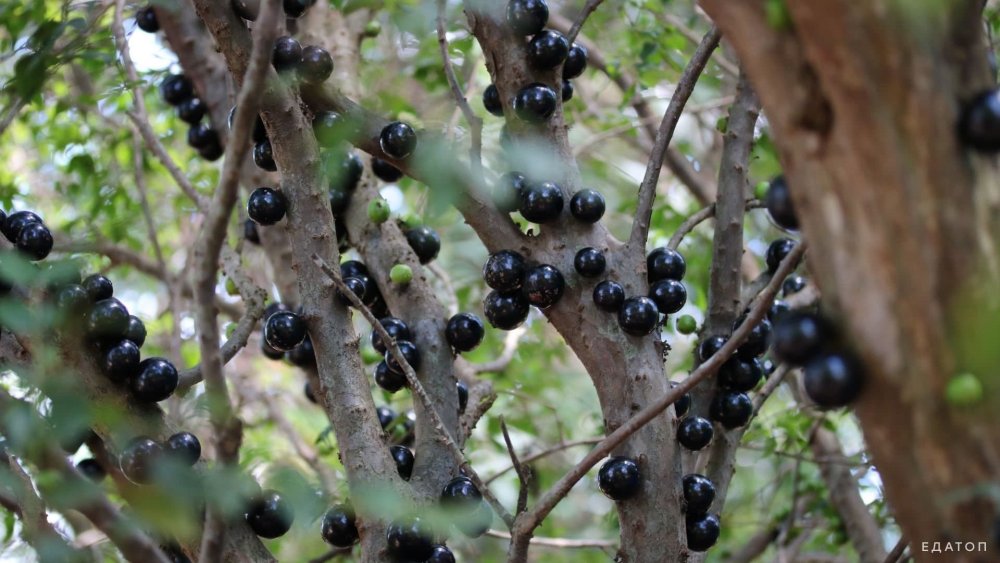 Джаботикаба бразильское виноградное дерево