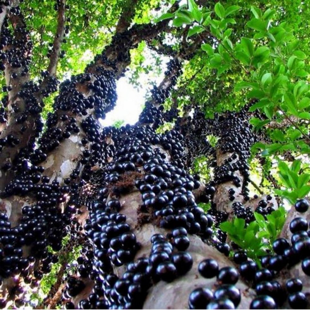 Крупный виноград Жаботикаба