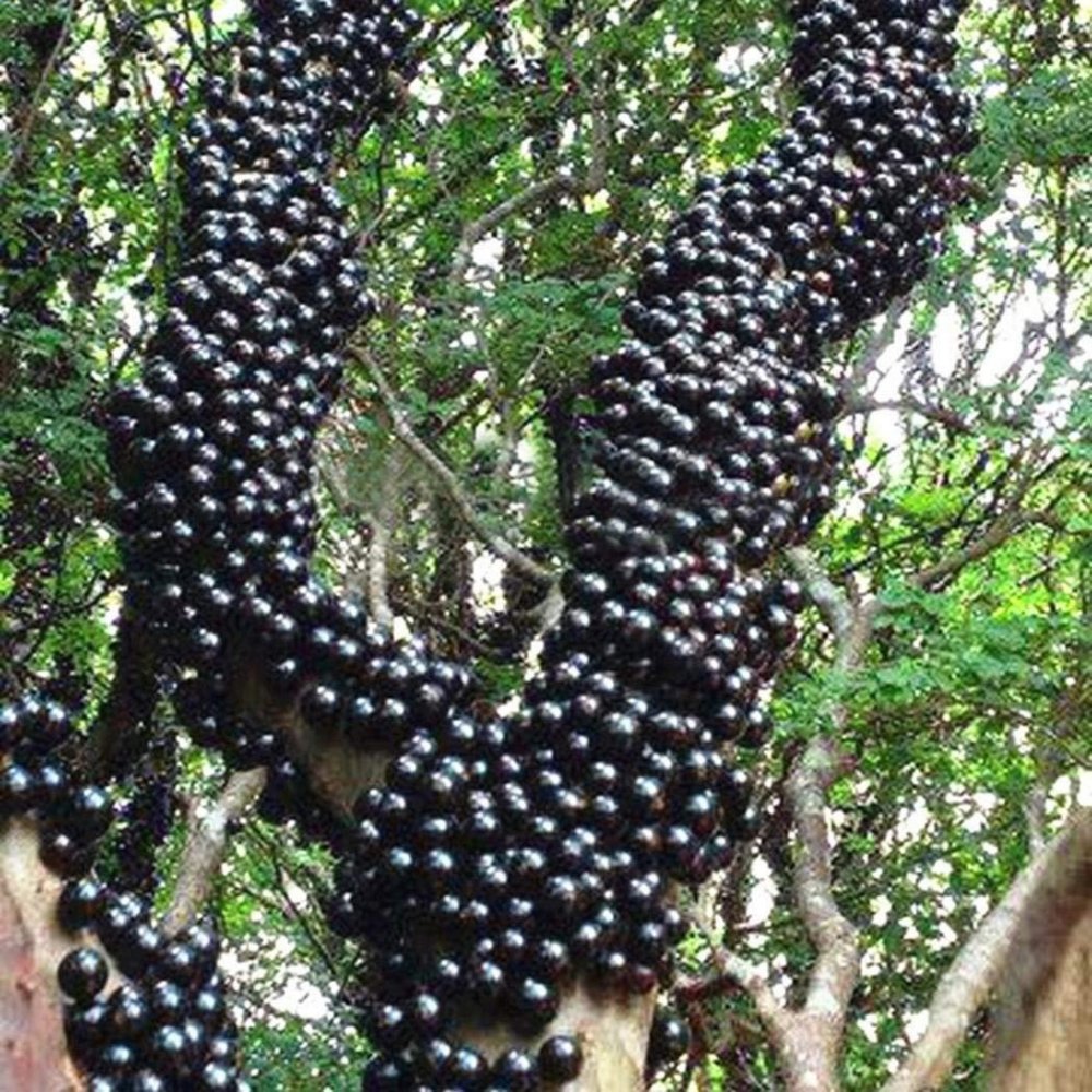 Виноградное дерево джаботикаба Википедия