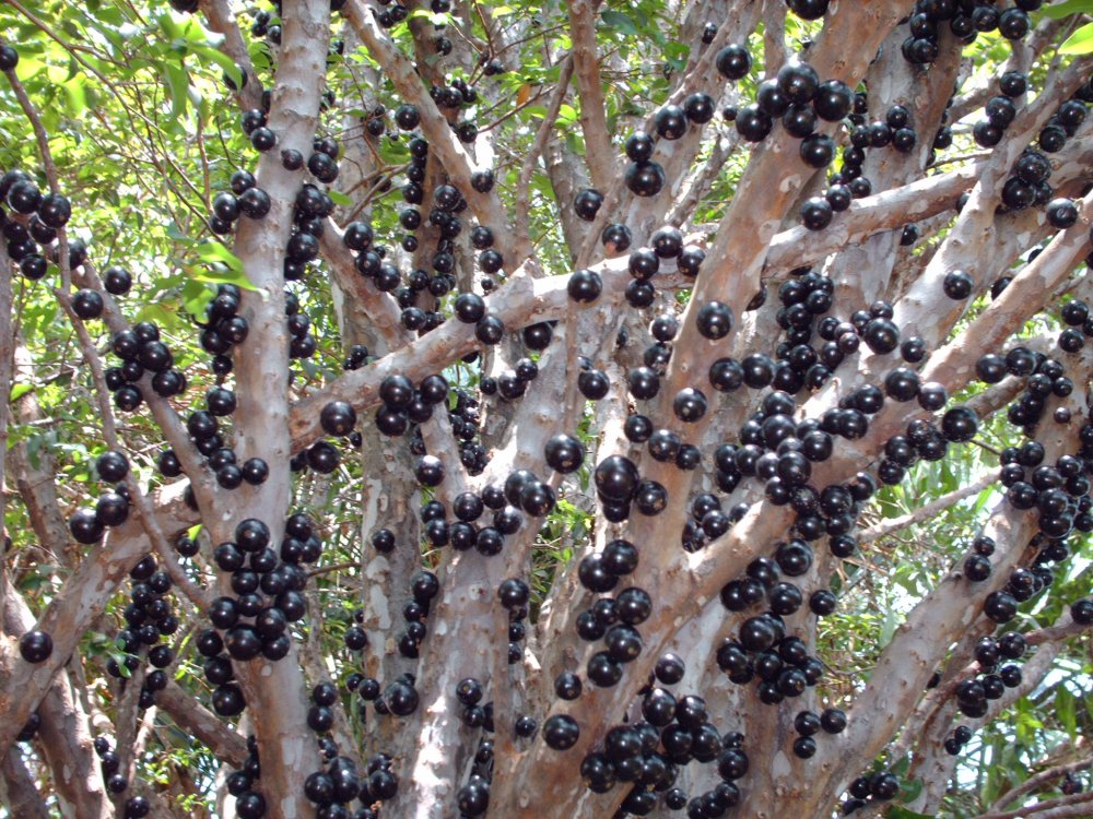 Джаботикаба дерево с плодами