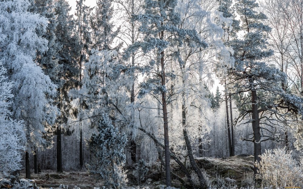 Зимний лес в инее