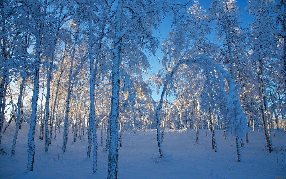 Дерево в Снежном лесу