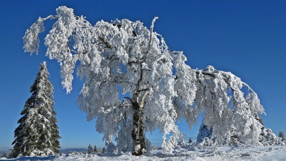 Зима деревья в снегу