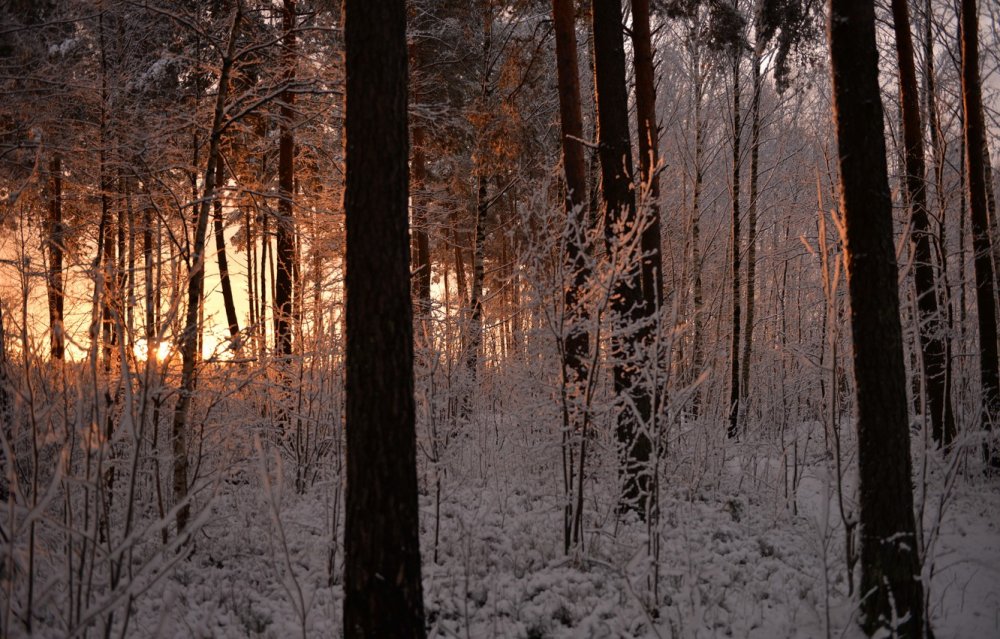 Осень зима лес