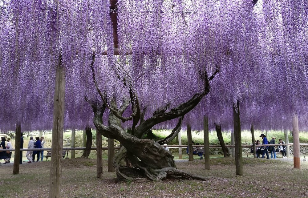 Парк цветов Асикага на острове Хонсю, Япония