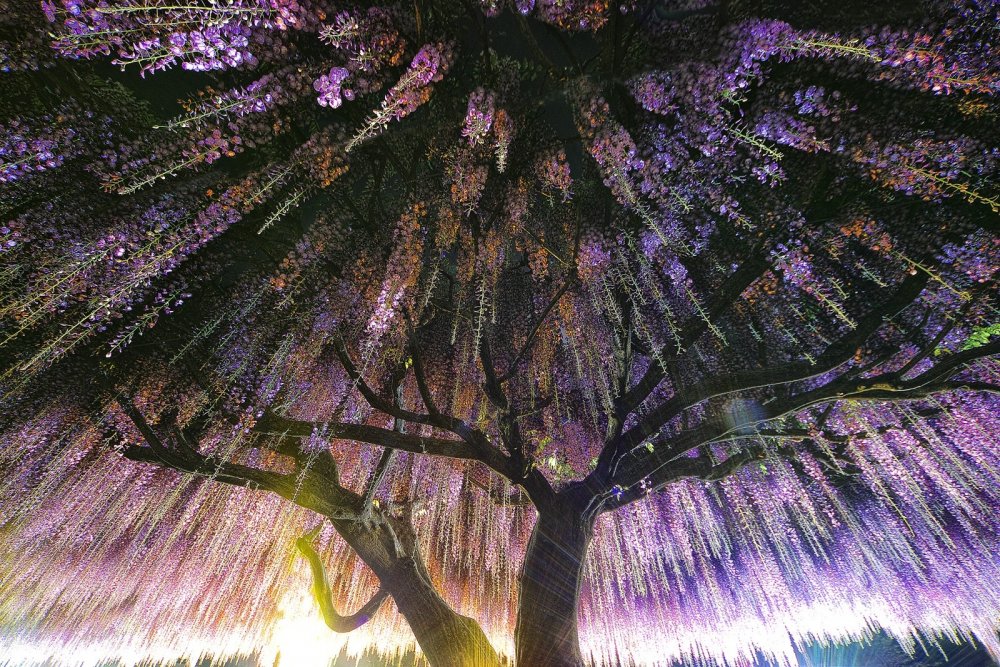 150 Летнее дерево глицинии Япония