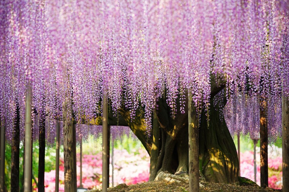 Японская Глициния 150 летнее дерево