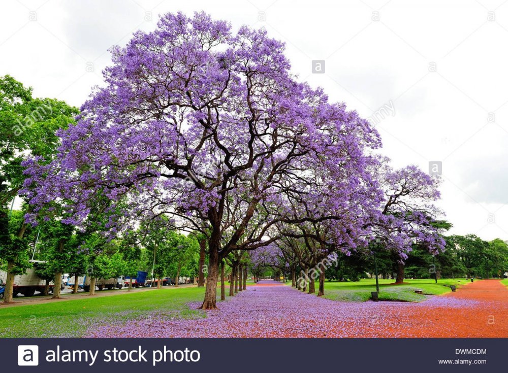 Буэнос Айрес фиалковое дерево