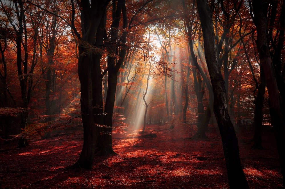 Темный осенний лес