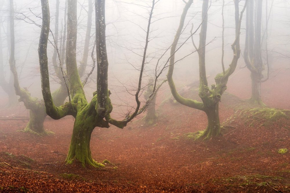 Мистический лес Испания Горбеа