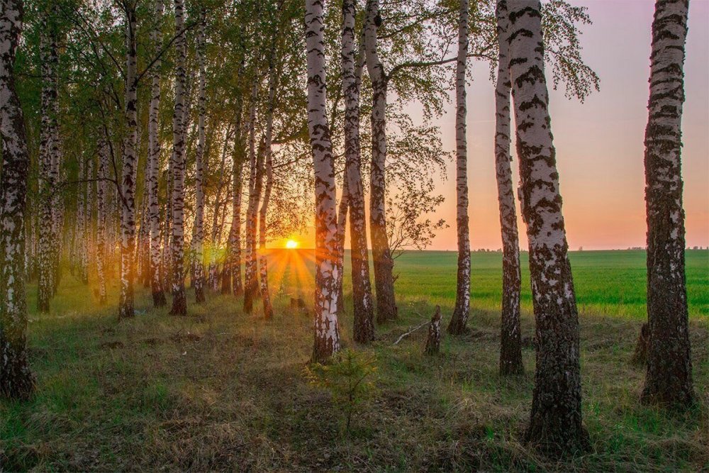 Русский лес Березовая роща