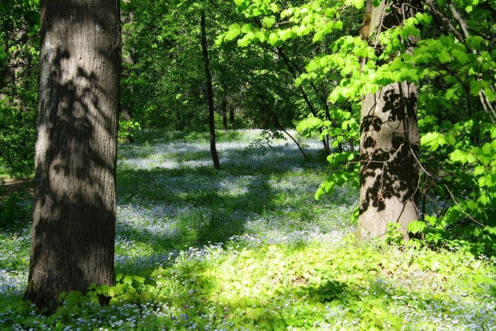 Красивые фото лес в мае