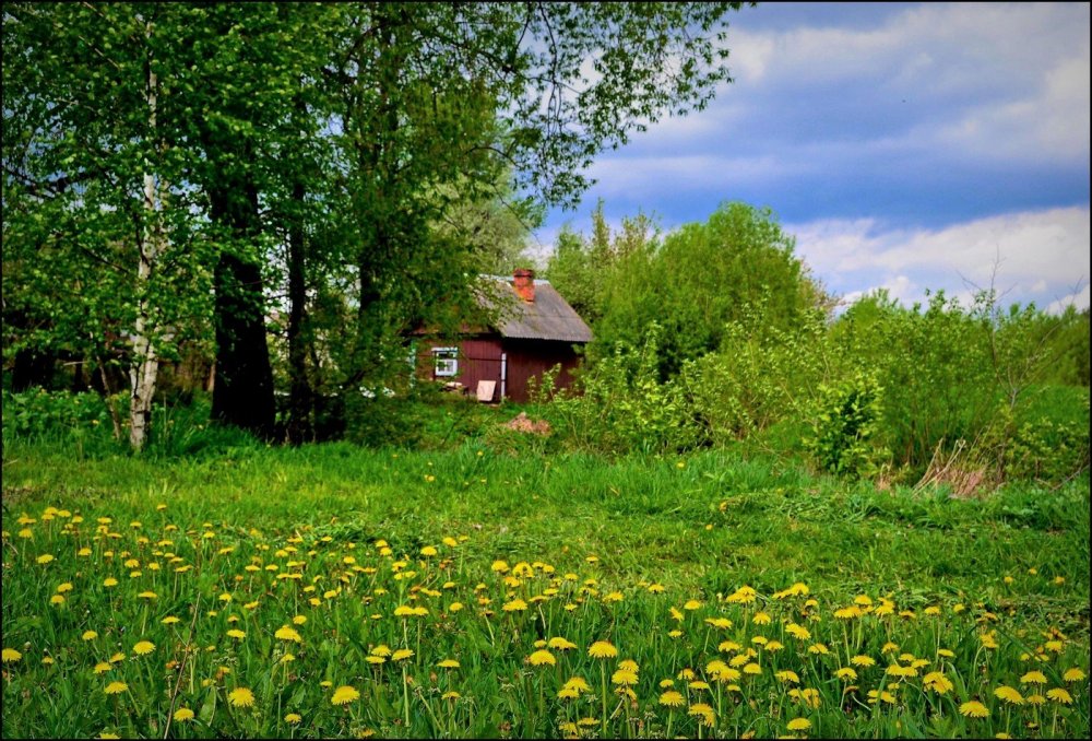 Природа в деревне в мае