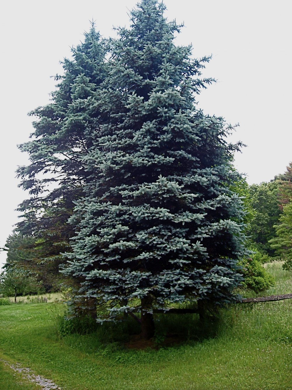 Picea pungens White Ghost