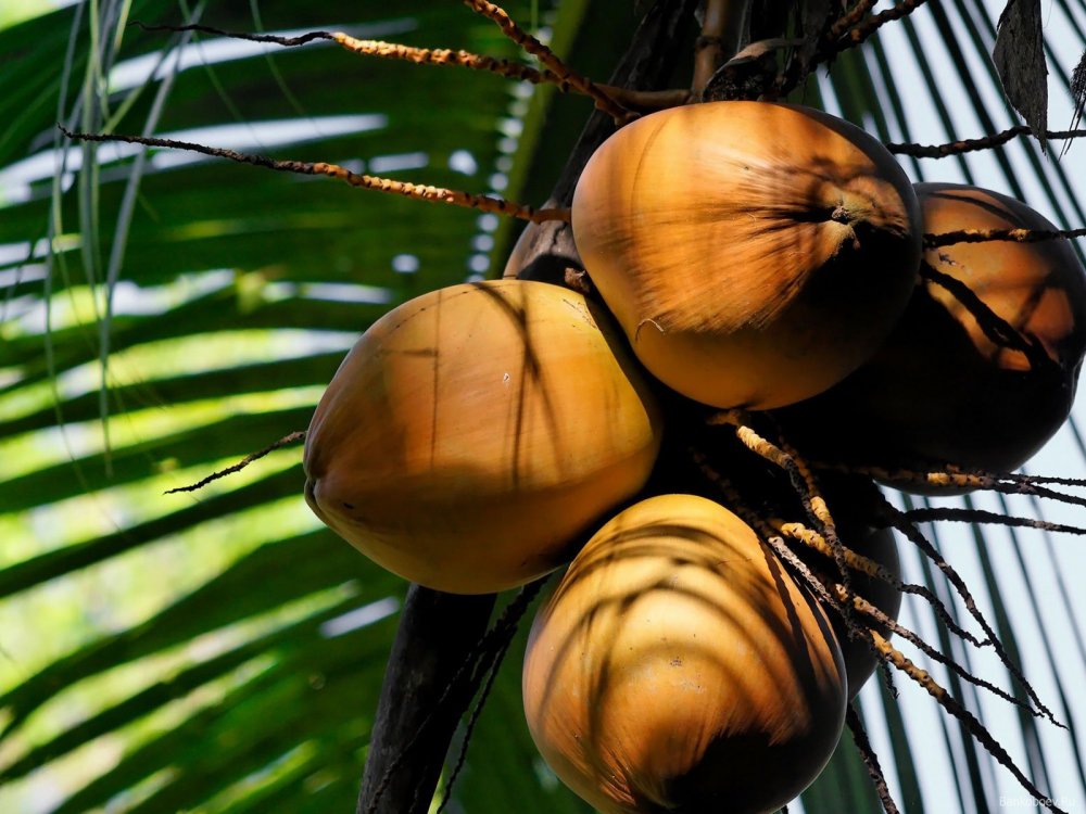 Шри Ланка кокосовые пальмы