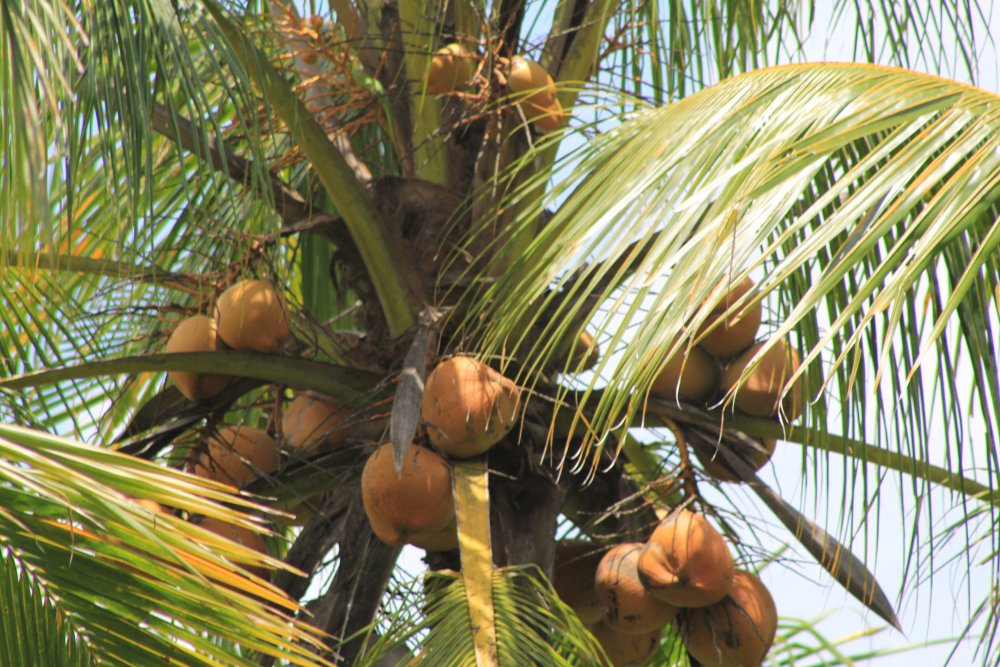 (Кедр) (финиковая Пальма) (хлебное дерево)(кокосовая Пальма) (дуб)