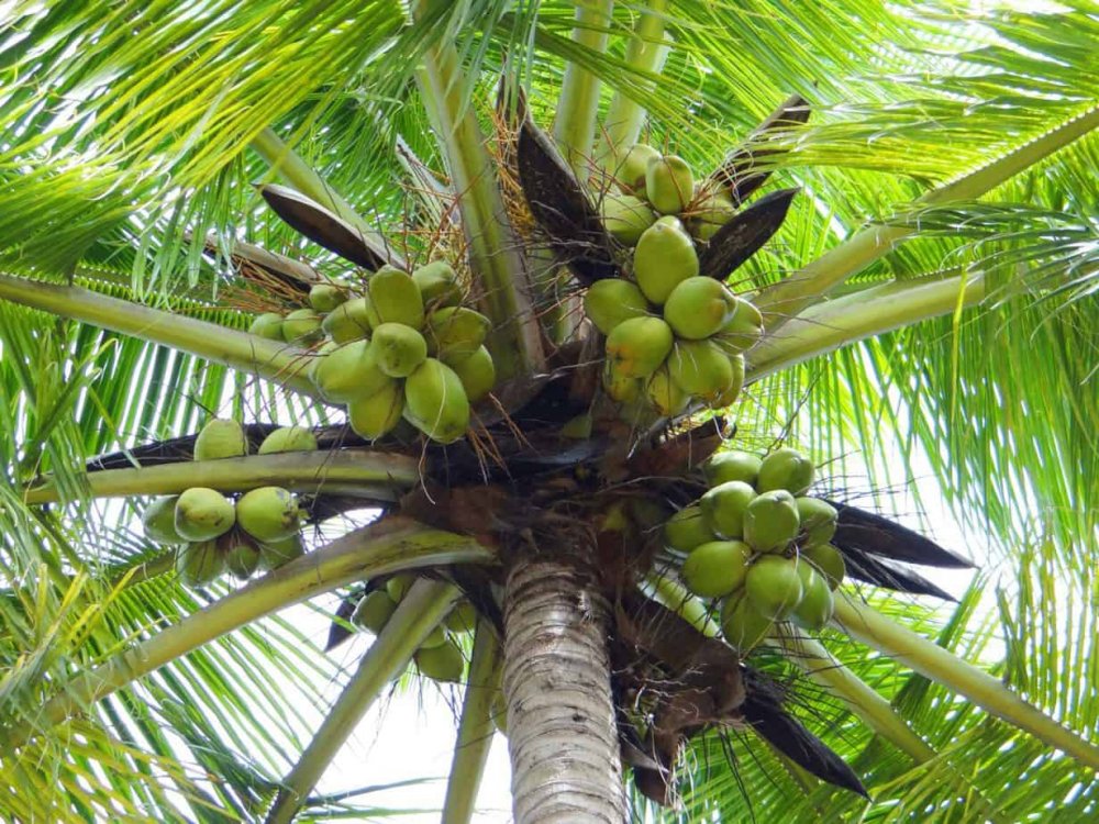 Плодовое пальмовое дерево с большими гроздьями