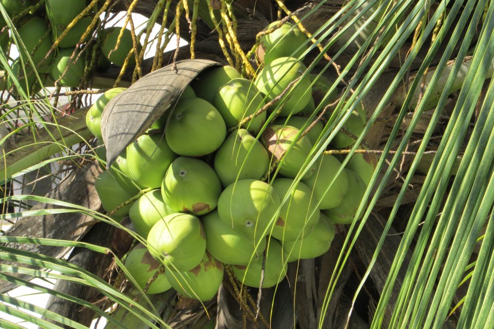 Семена кокосовой пальмы