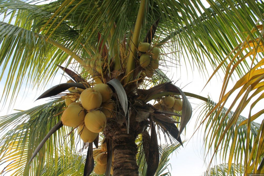 (Кедр) (финиковая Пальма) (хлебное дерево)(кокосовая Пальма) (дуб)