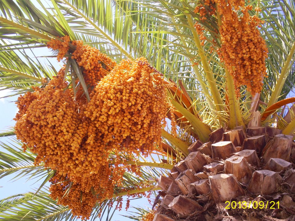 Финиковая Пальма в Сочи плоды