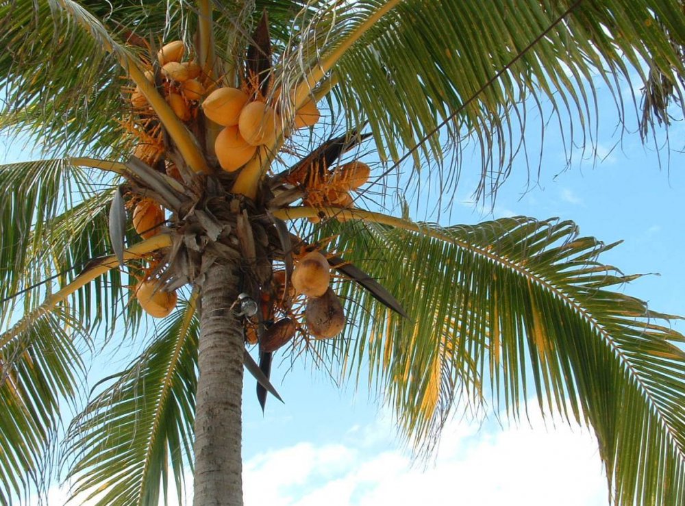 Кокосовая Пальма (Cocos nucifera)