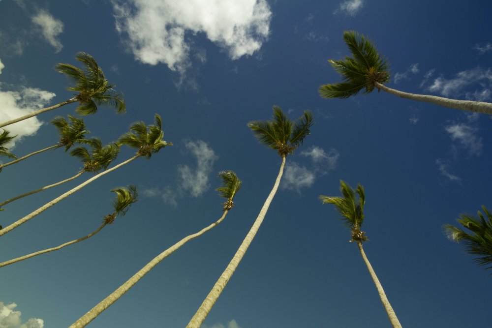 Малиновые пальмы трава