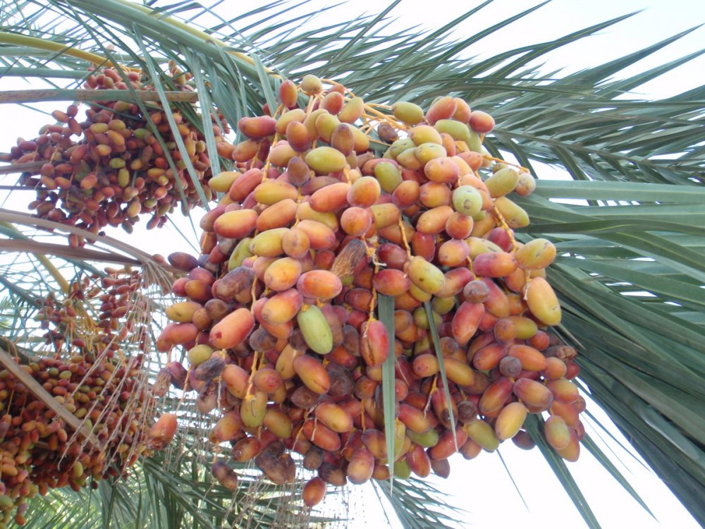 Плоды финиковой пальмы