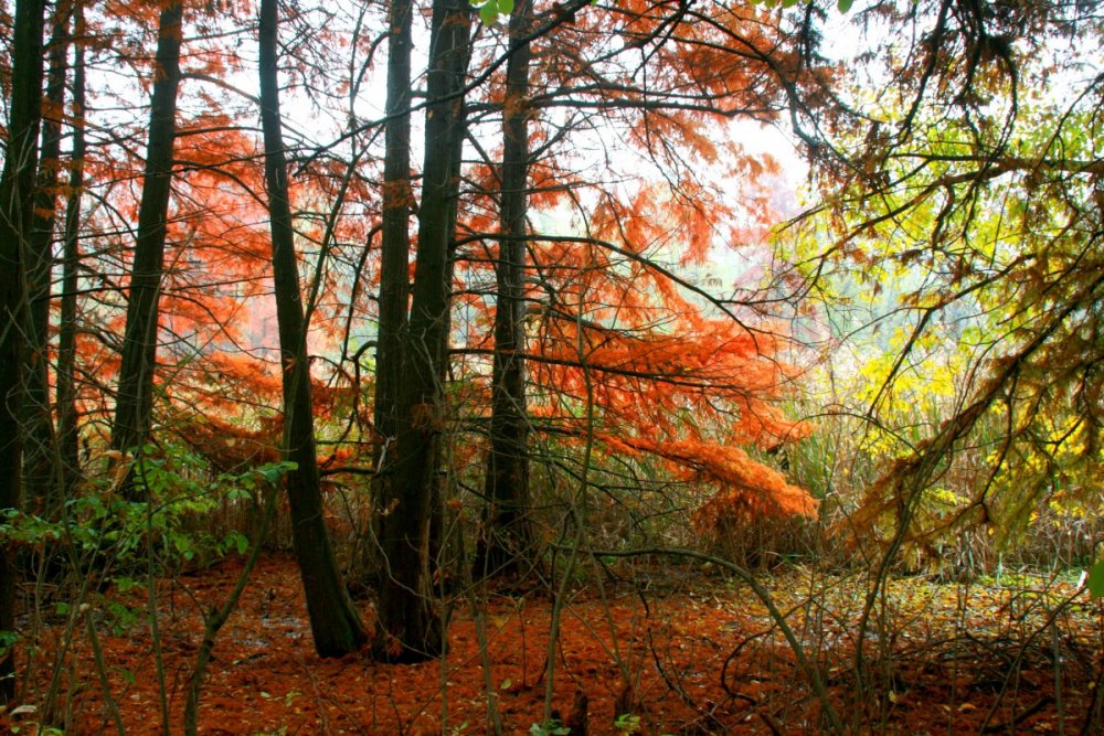 Рыжий лес