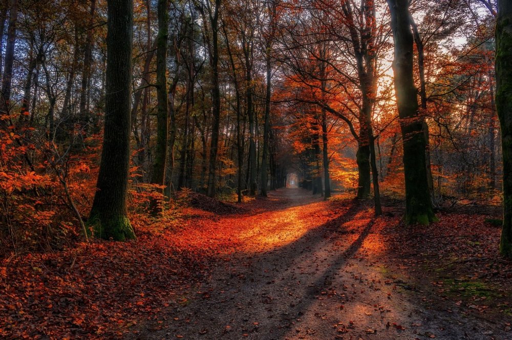 Осенний рыжий лес